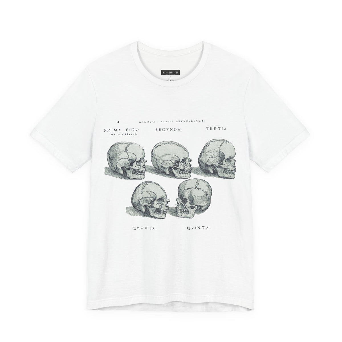 Skull | De Humani Corporis Fabrica | Vesalius 1543