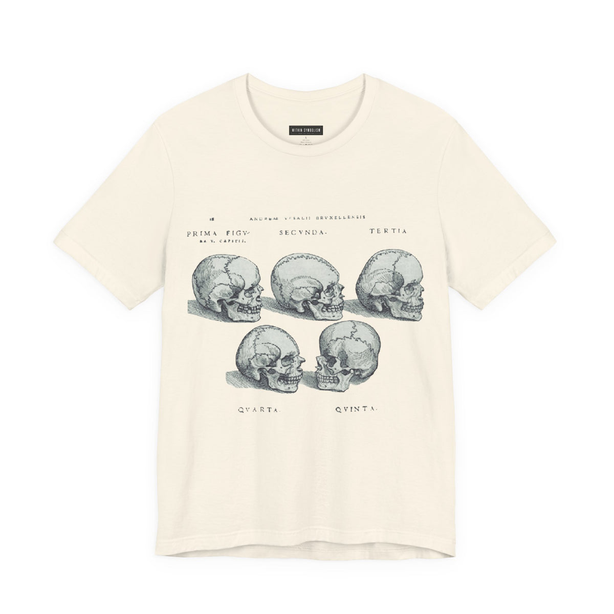 Skull | De Humani Corporis Fabrica | Vesalius 1543