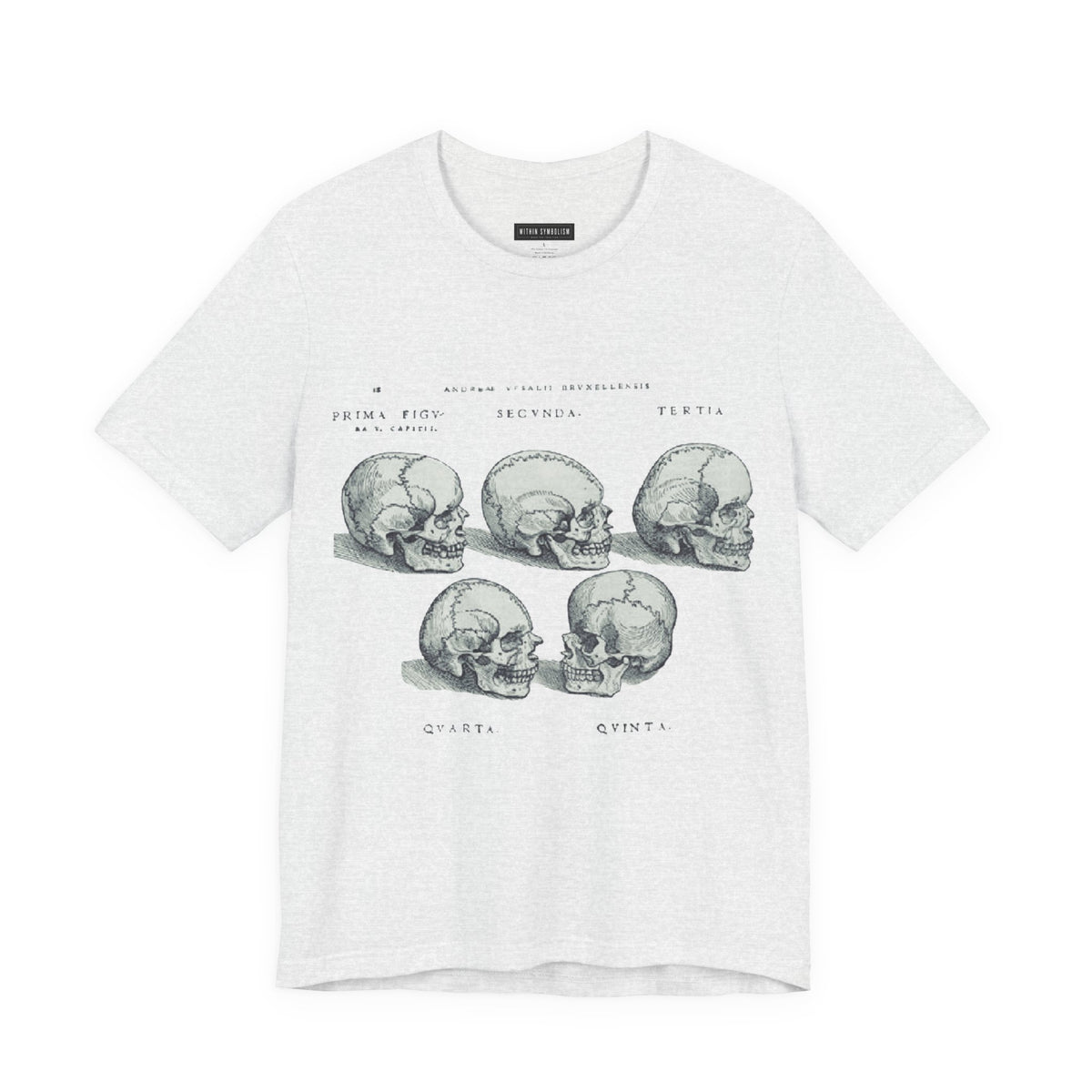 Skull | De Humani Corporis Fabrica | Vesalius 1543