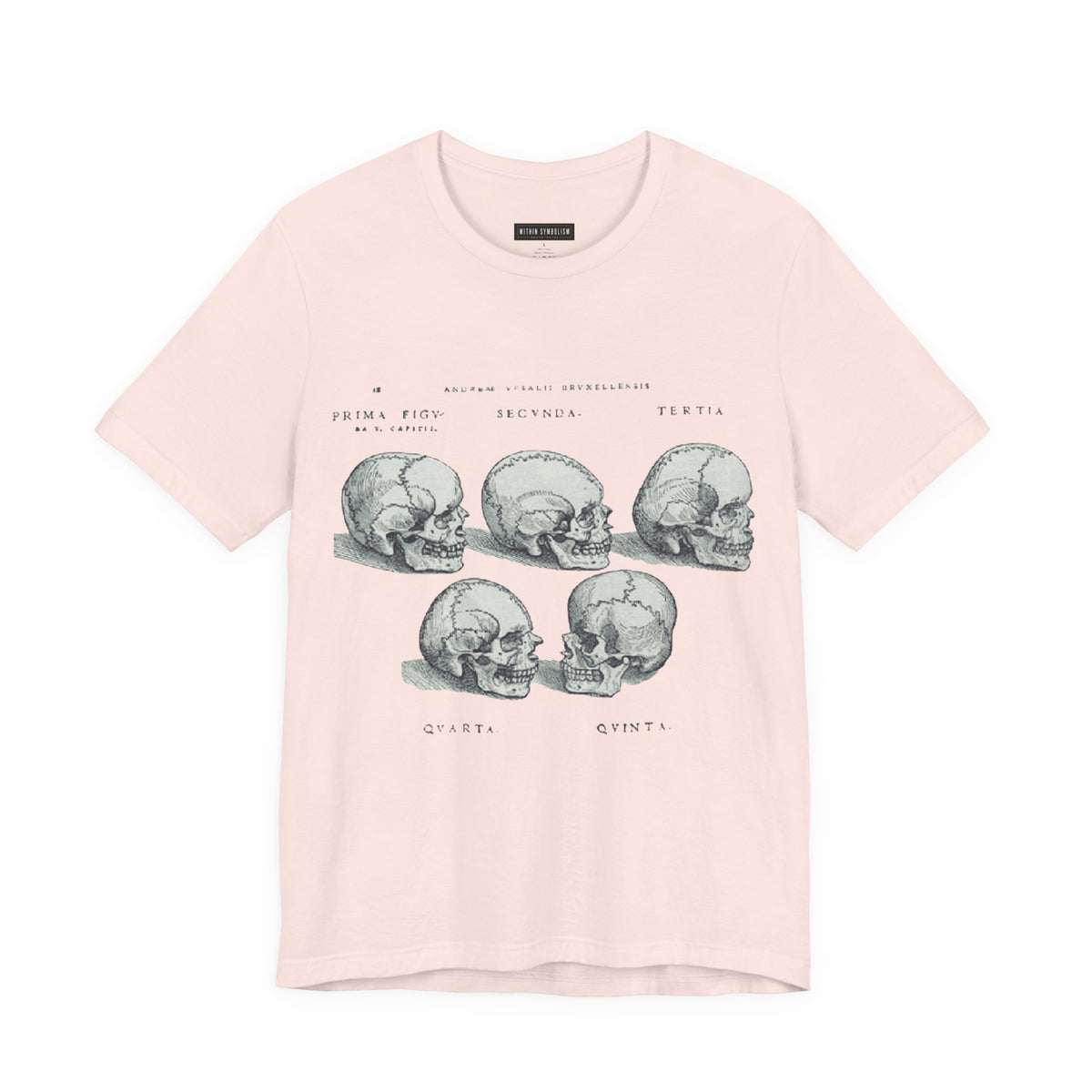 Skull | De Humani Corporis Fabrica | Vesalius 1543